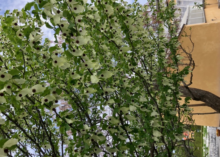 Näsduksträdet i full blom i området innanför granhäcken