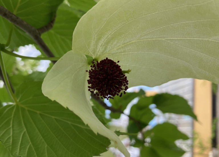 Närbild på blommorna hos det blommande näsduksträdet