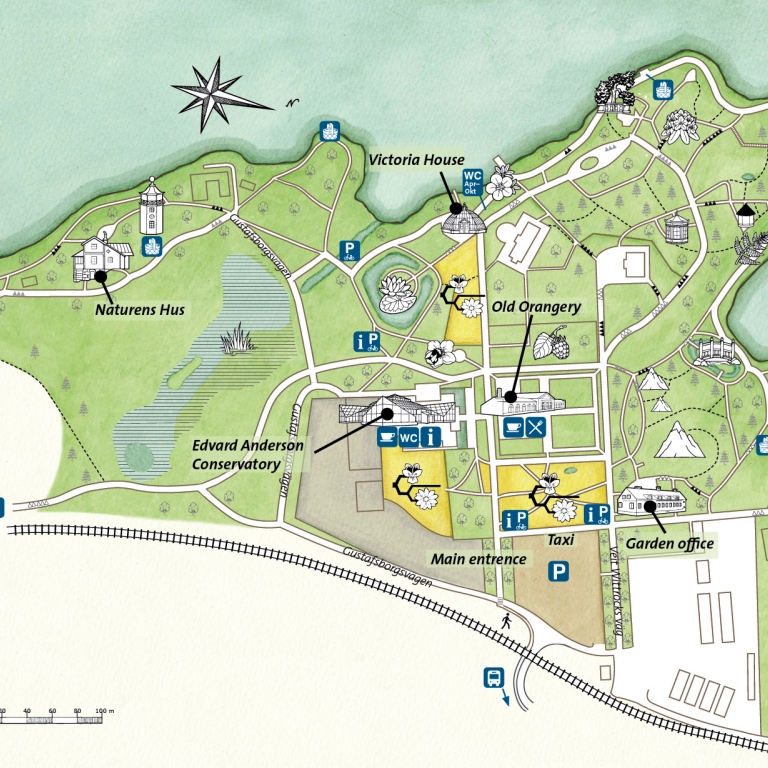 Map of the Bergius Botanic Garden. Drawing: Veronica Lendel