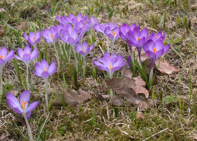 Blommande krokus i trädgårdens gräsmattor