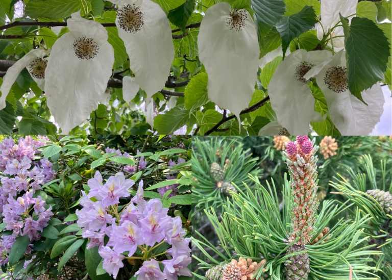 Blommande träd och buskar