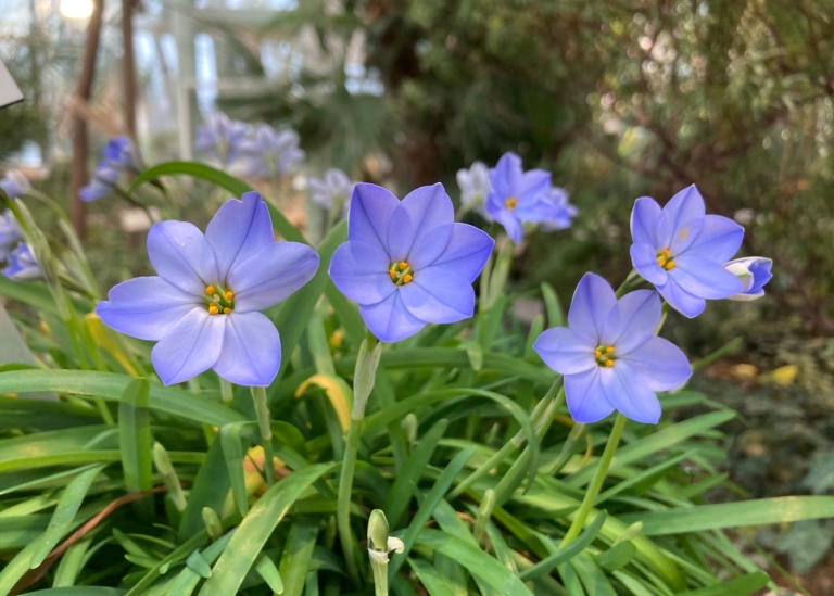 Vårlilja (Ipheion uniflorum)